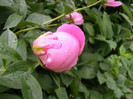 DSCF4217