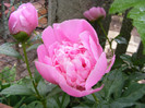 DSCF4218