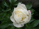DSCF4225