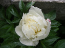 DSCF4226