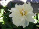 DSCF4365