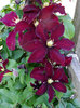 burgundy-clematis