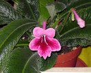 Streptocarpus