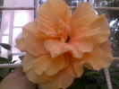 clasic apricot