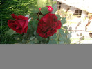 trandafir catarator rosu