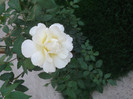 trandafir catarator galben