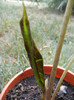 Alocasia amazonica Polly (2012, Sep.09)