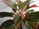 Aglaonema Crete (2012, September 07)