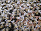 DSCN4324