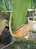 epiphyllum oxypetalum-boboc