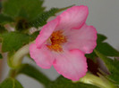 Achimenes Amour