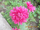 DSCN1943