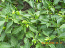 DSCN1914