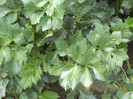 DSCN1931