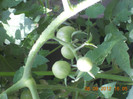 DSCN1954