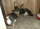 Picture 5062