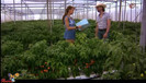 ndvd043copiar