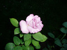 P1010794