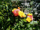 P1010766