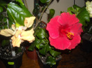 Hibiscus El Capitolio Sport of Sport + Helene
