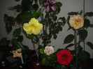 Hibiscus grup