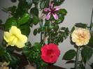 Hibiscus grup