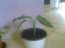 dieffenbachia