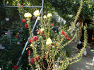 DSCN0505