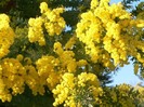 Acacia dealbata