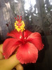 rouge tropique- floare