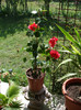 Hibiscus rosa sinensis 3