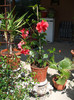 Hibiscus rosa sinensis 1