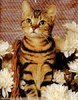 pisi