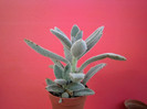 KALANCHOE TOMENTOSA