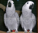 www.jako-AfricanGrey.ro 11