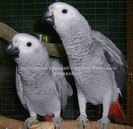 www.Jako-AfricanGrey.ro 12