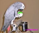 www.Jako-AfricanGrey.ro 17