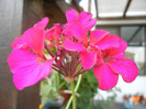 Cyclamen Lia Geranium (2012, Sep.06)