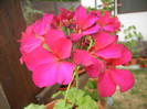 Cyclamen Lia Geranium (2012, Sep.07)