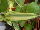 Dracaena Yellow Coast (2012, Sep.09)