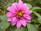 Light Purple dahlia (2012, September 07)