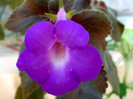 Achimenes Madame Geheune