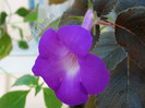 Achimenes Madame Geheune