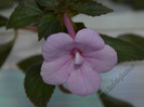 Achimenes Peach Blossom
