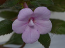 Achimenes Peach Blossom