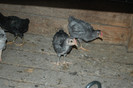 pui_limousine_10_septembrie_2012_ (8)