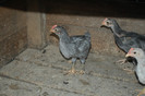 pui_limousine_10_septembrie_2012_ (11)