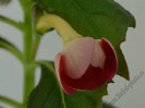 Achimenes Sege Saliba