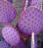 opuntia violacea