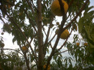 IMG01276-20120905-1954